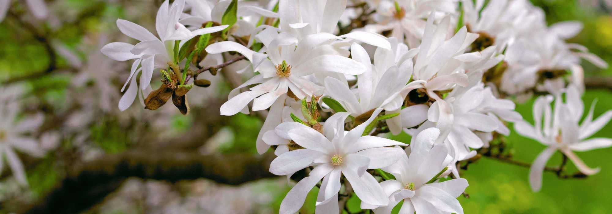 Quel est le meilleur endroit pour planter un magnolia ?