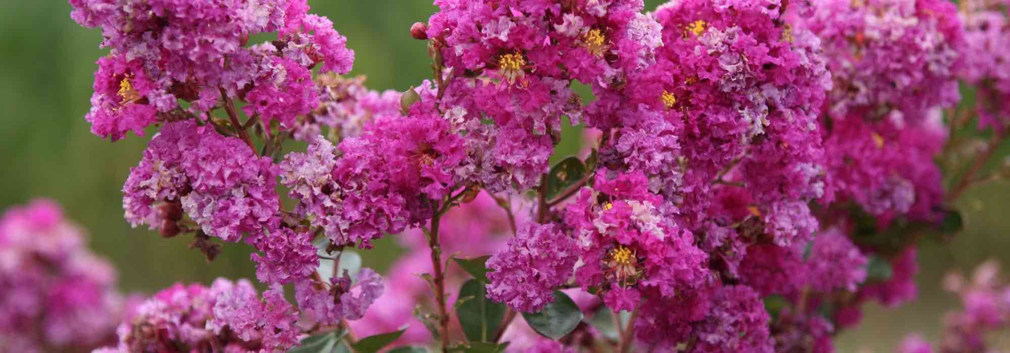 Maladies et parasites du Lilas des Indes ou Lagerstroemia