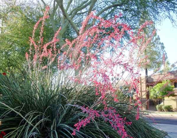 Comment multiplier l'Hesperaloe ou Yucca rouge ?