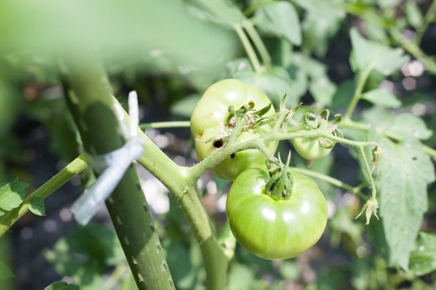 noctuelle de la tomate dégâts