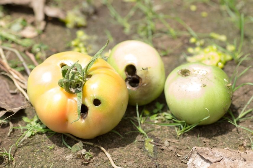 noctuelle de la tomate prévention