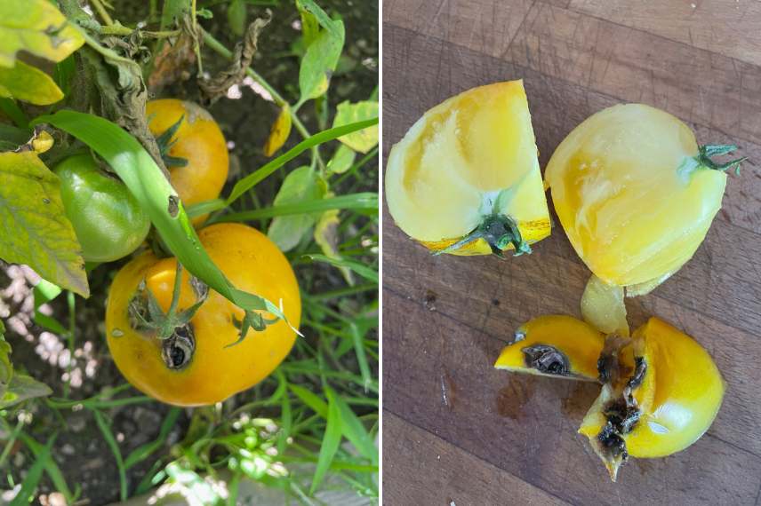 noctuelle de la tomate ressemblance dégâts 