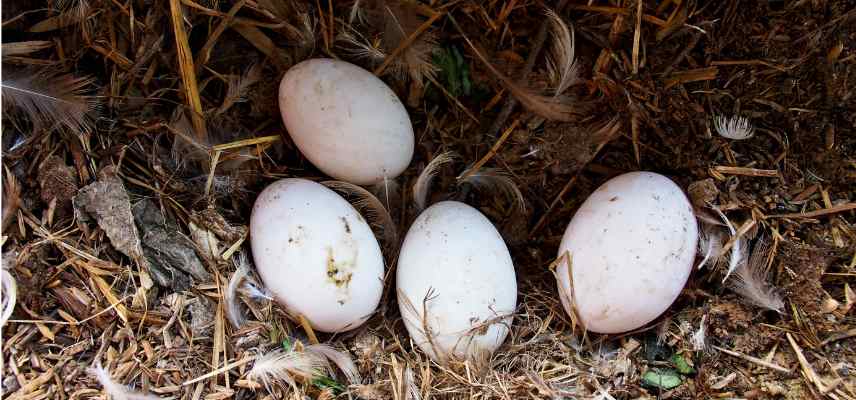 interets canards dans un jardin