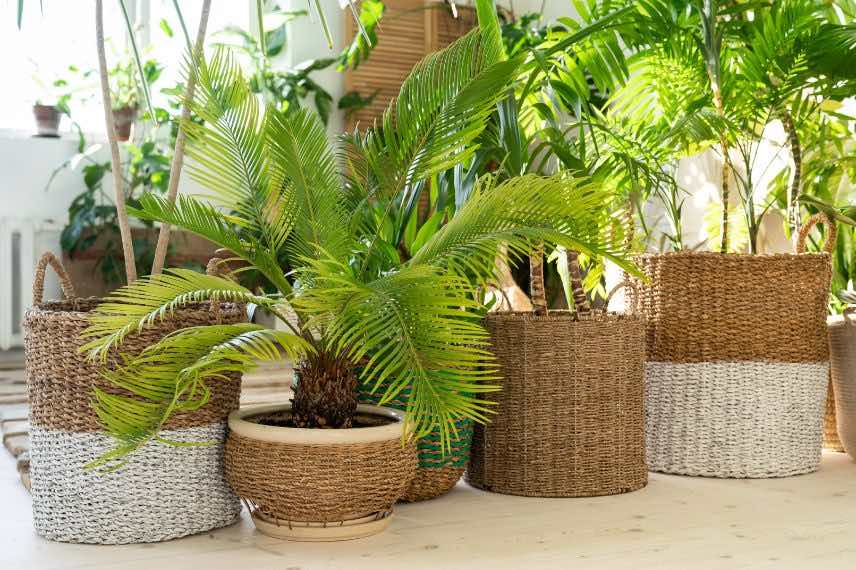 palmiers plantes interieur