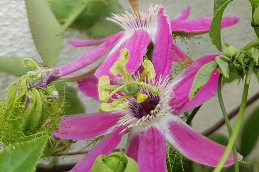 passiflore à fleurs roses