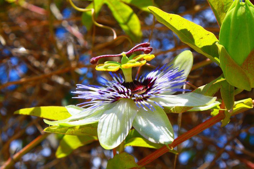 fleur de passiflore