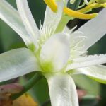 Les plus belles passiflores à fleurs blanches
