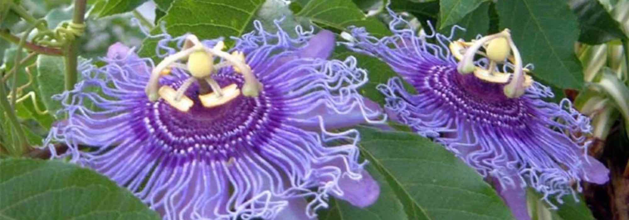 Les passiflores à fleurs mauves et violettes