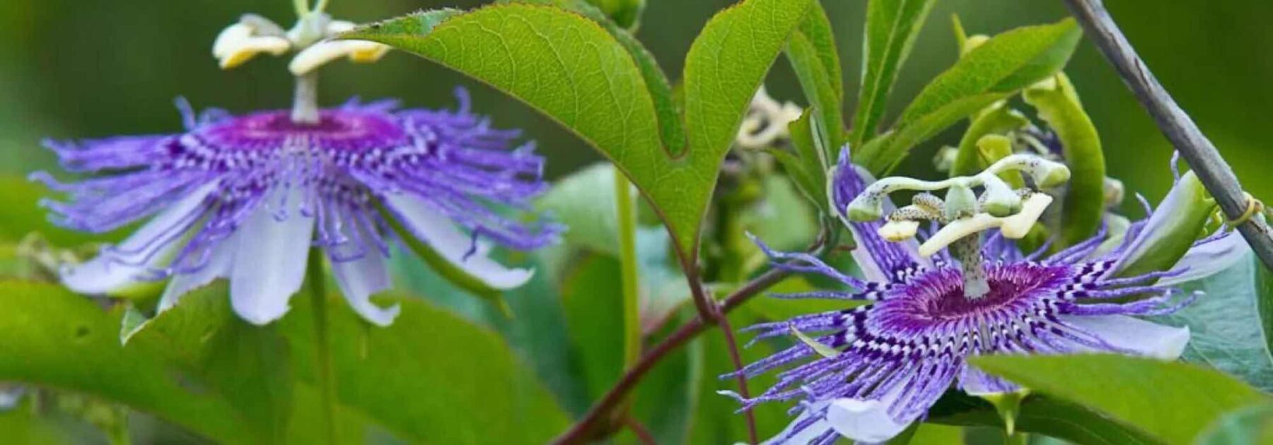 Les Passiflores les plus parfumées : comment les choisir et les cultiver avec succès