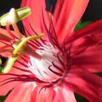 Les plus belles passiflores à fleurs rouges