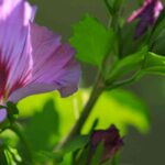 Quel est le meilleur endroit pour planter un hibiscus ?