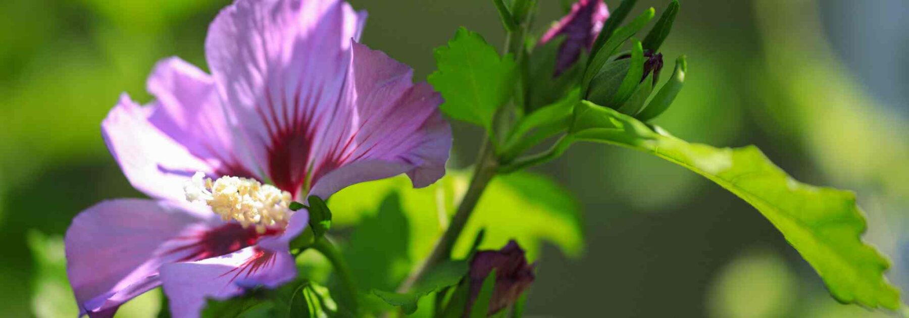 Quel est le meilleur endroit pour planter un hibiscus ?