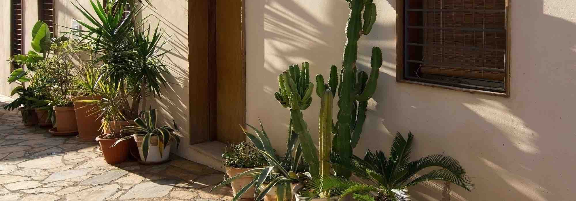 Sortir les plantes d'intérieur à la belle saison : tous nos conseils