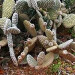 Comment planter un Opuntia en pleine terre ?