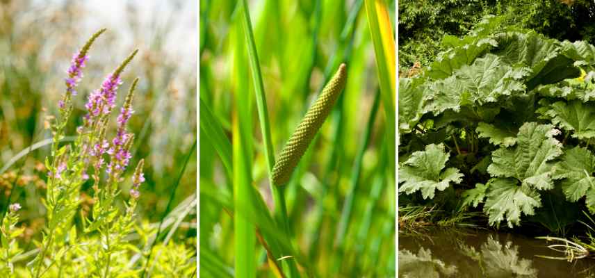 combien de plantes de berge rive autour d un bassin