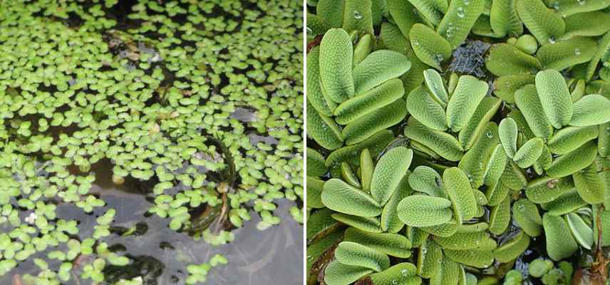 plantes flottantes combien en planter