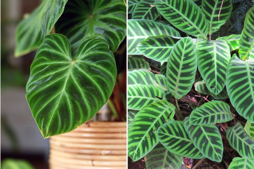 plantes interieur philodendron calathea