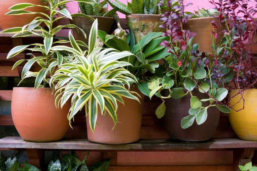 plantes interieur pot