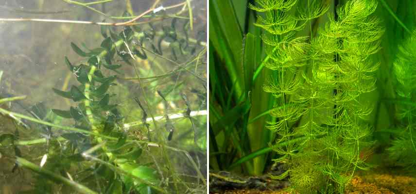 combien de plantes oxygenantes dans bassin 