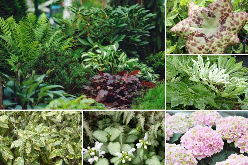 plantes jardin ombrage