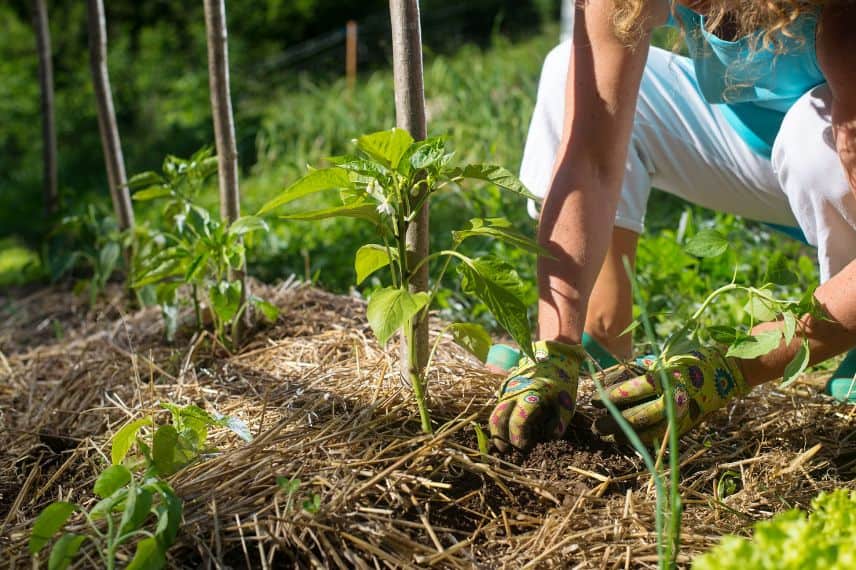 petit potager permacole