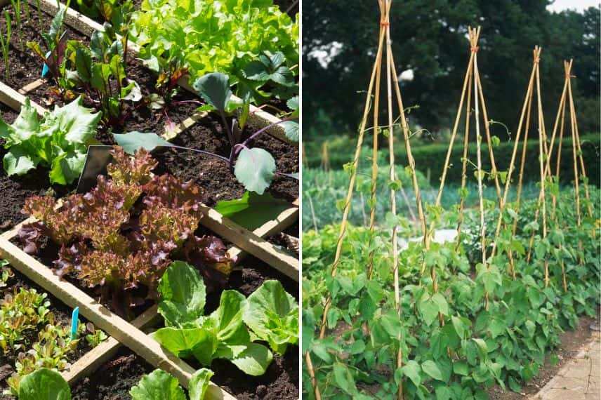 Carré potager et structure pour haricots grimpants