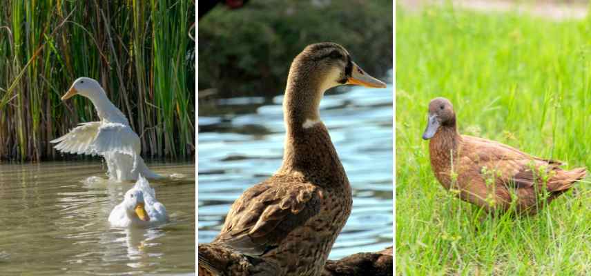 canard de pekin, canard de Rouen et canard Campbell