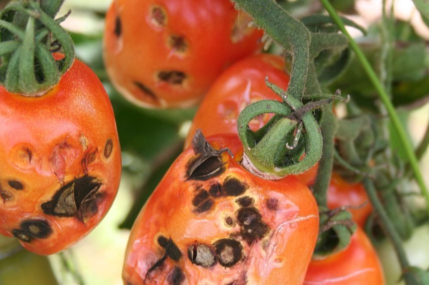 taches noires tomates