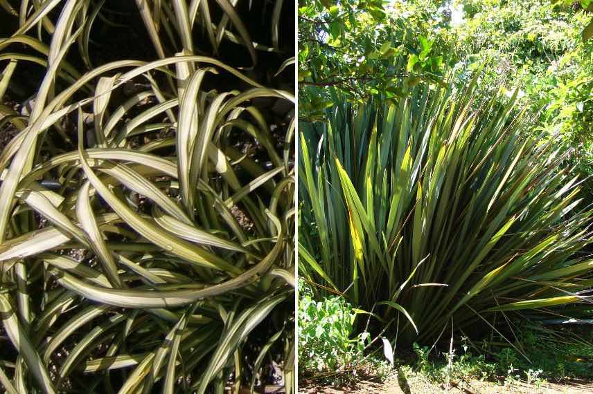 petit et grand phormium