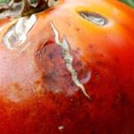 Mes tomates sont moches : causes et solutions naturelles