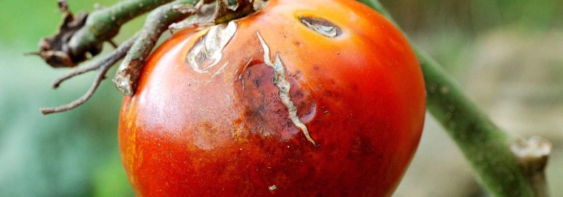 Mes tomates sont moches : causes et solutions naturelles