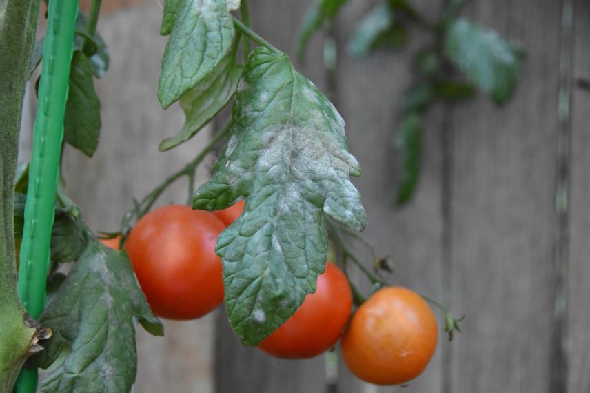 oidium feuillage tomates