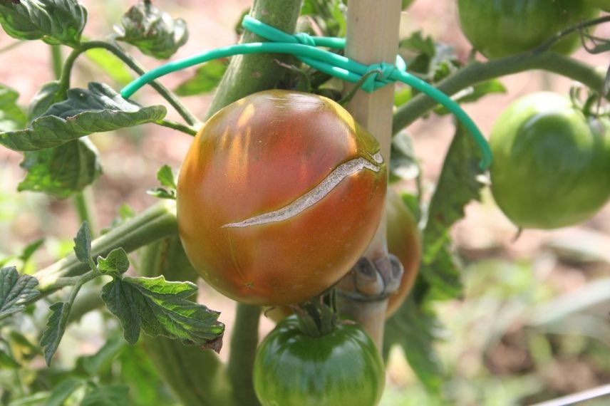 tomate fissurée