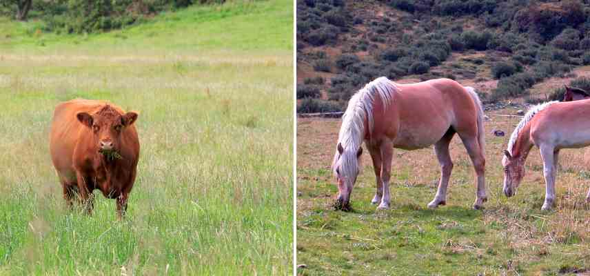 quels animaux pour eco paturage