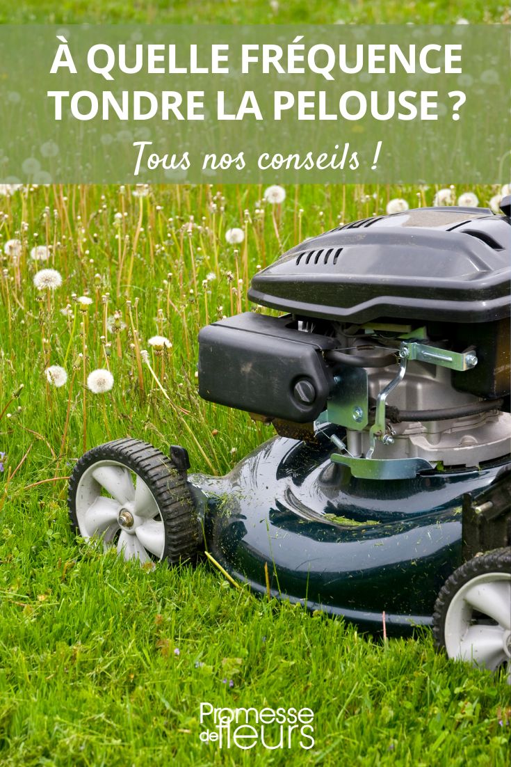 tonte pelouse conseils