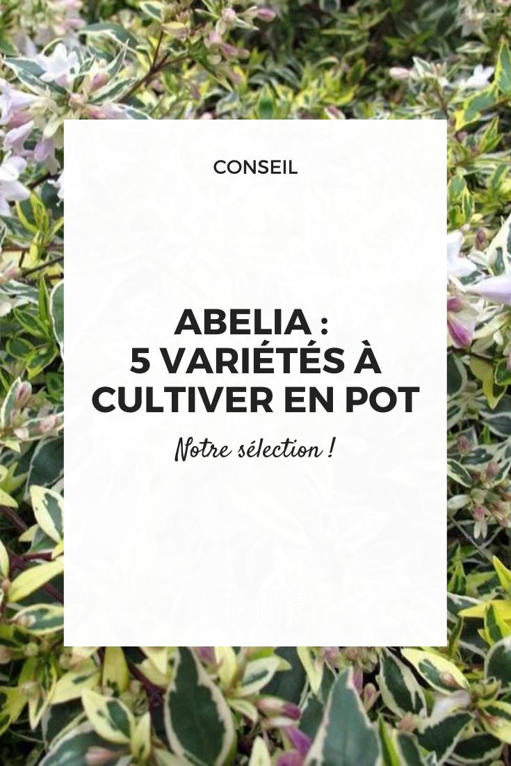 abelia en pot