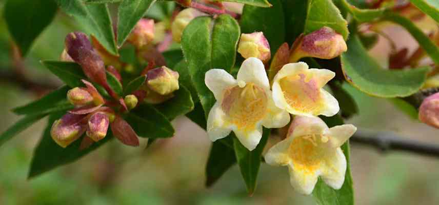 petit Abelia pour potee