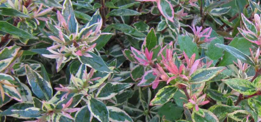 Abelia pour pot nain