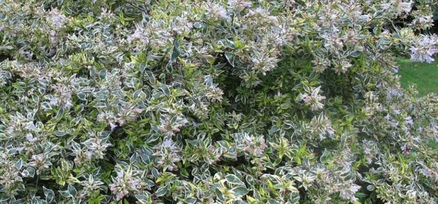 abelia pour pot nain