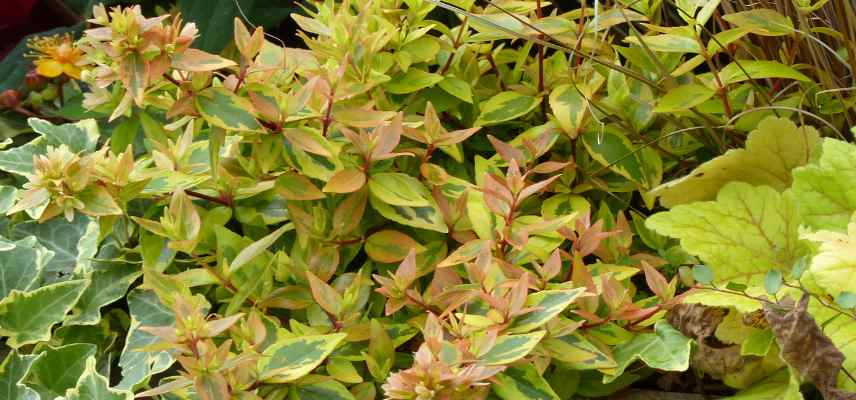 abelia compact pour pot bac balcon terrasse