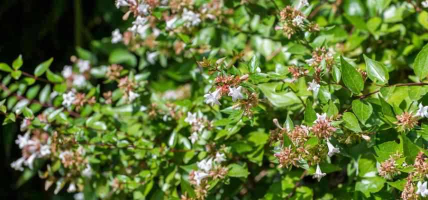 abelia nain pour terrasse balcon