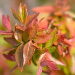 Abelia : 5 variétés à cultiver en pot