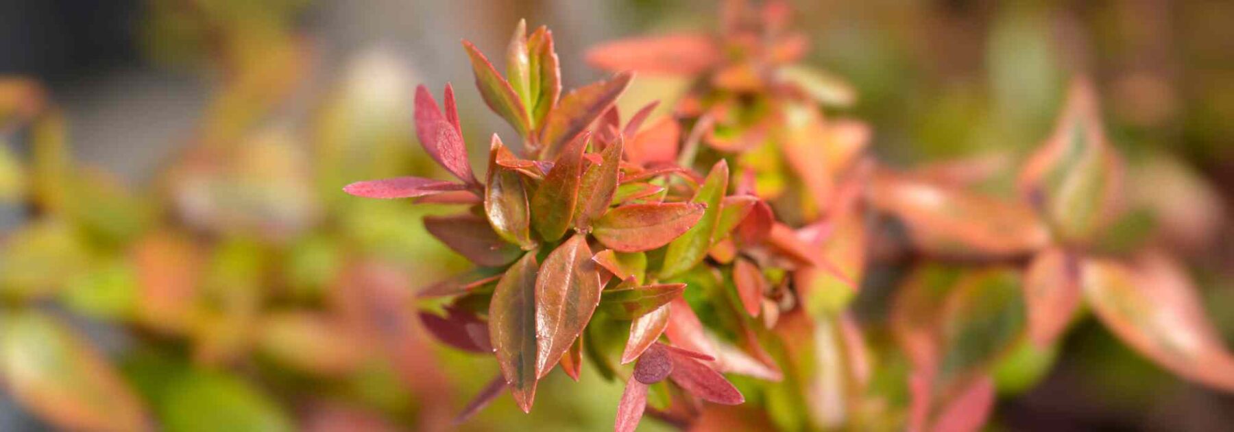 Abelia : 5 variétés à cultiver en pot