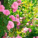 Comment aménager un jardin romantique ?