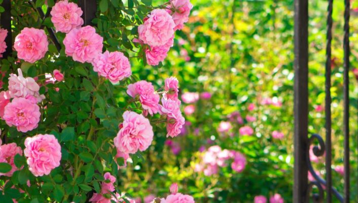 Comment aménager un jardin romantique ?