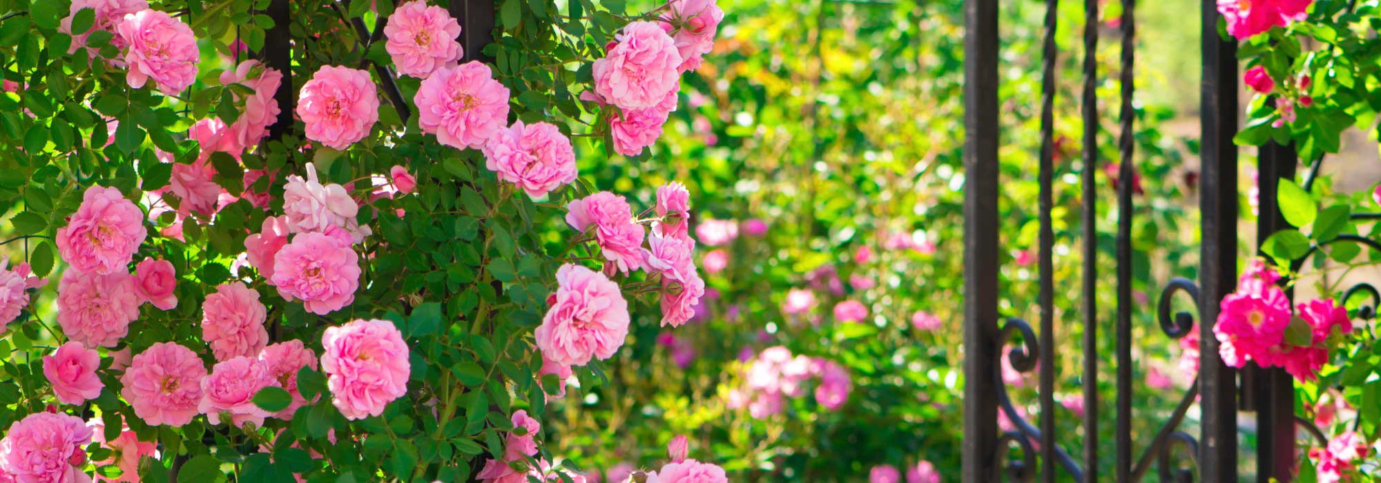 Comment aménager un jardin romantique ?