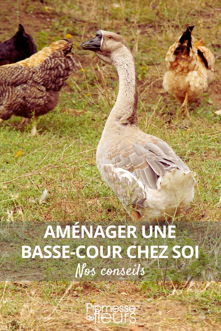 une basse cour au jardin