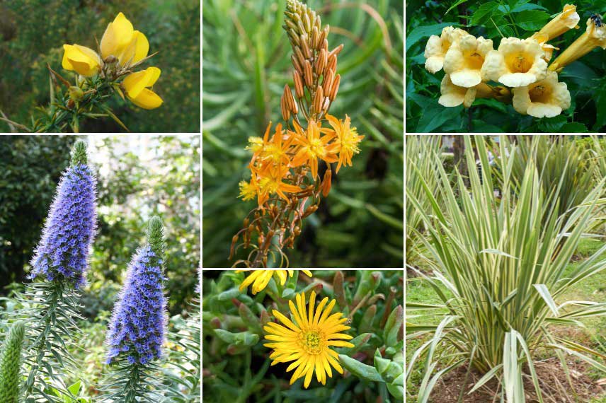 Comment associer la Bulbine dans un jardin de bord de mer