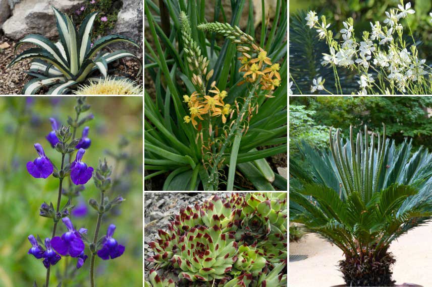 Inspiration pour associer une Bulbine cultivée en pot sur la terrasse