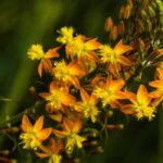 5 belles idées pour associer la bulbine